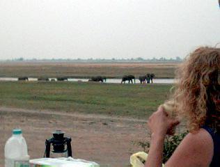 Elefanten kommen abends an den Fluss